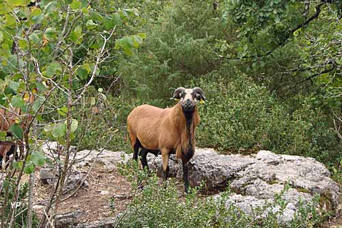Parc animalier Le Theil - mouton du Cameroun