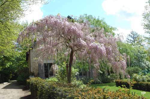 Arboretum Adeline - Wisteria floribunda 'Honbeni'
