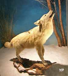 Musée du loup - loup blanc (doc. Musée du loup)