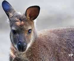 Parc animalier Tropicaland - wallaby (doc. Tropicaland)