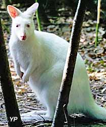 Parc animalier Tropicaland - wallaby blanc
