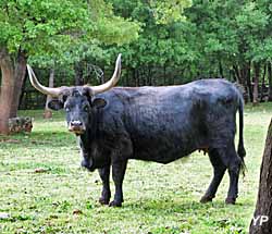 Parc animalier de Gramat - auroch