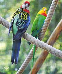 Oiseaux exotiques de la zone tropicale