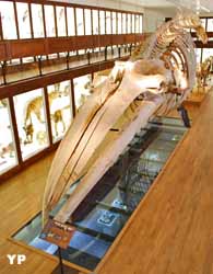Muséum d'Histoire naturelle de Nantes - baleine (doc. Ville de Nantes)