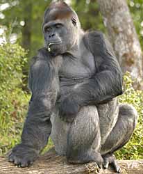 Gorille mâle