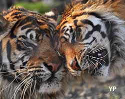 Parc des Félins - Tigres de Sumatra