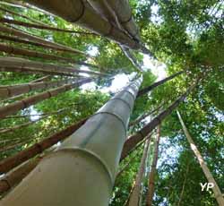 Jardin de Bambous