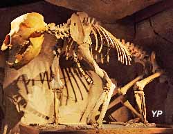 Musée de l'ours des cavernes (Guillaume_Laget)