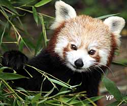 Touroparc Zoo - panda roux
