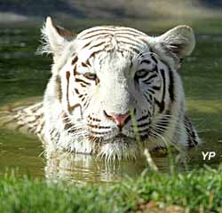 Domaine des fauves - tigre blanc