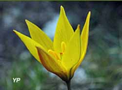 Parc animalier Le Theil - tulipe australe