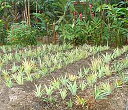 Ecomusée Creoleart de la Guadeloupe - plantation d'ananas