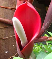 Ecomusée Creoleart de la Guadeloupe - fleur de phylodendron