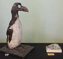 Musée Henri Dupuis - Grand pingouin, Groenland, animal naturalisé