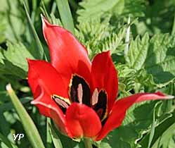 Parc de retour aux sources - tulipe agenaise (doc. JM Richon)