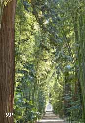 Bambouseraie en Cévennes - allée des séquoia
