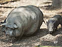 Bambouseraie en Cévennes - cochons d'Asie