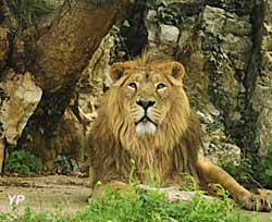 Muséum - lion (doc. David Lefranc)