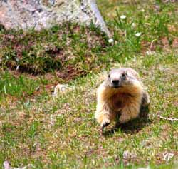 Parc National du Mercantour - marmotte