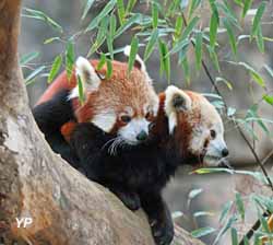 Zoo de Lyon - panda roux