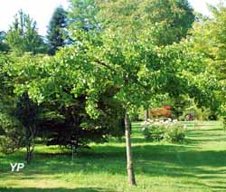Arboretum Adeline - Ginkgo biloba 'Horizontalis'