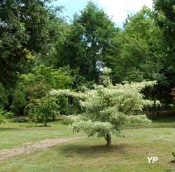 Arboretum Adeline - Cornus controversa 'Variegata'