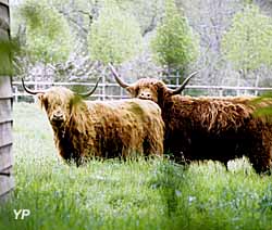 Manoir de Kernault - Highland cattle