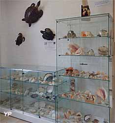 Musée Brigoudou - musée du coquillage et autres animaux marins (doc. C. Robichon)