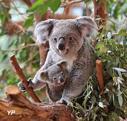 Zooparc de Beauval - Koalas