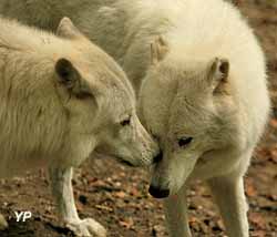 Parc Argonne Découverte - loups d'Arctique