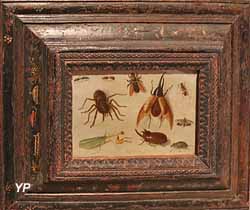 Insectes et araignée (Jan I van Kessel, 1660)