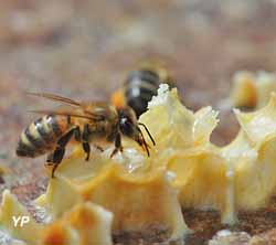Abeille léchant du miel sur des alvéoles de cire