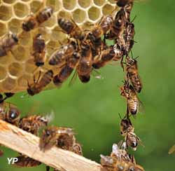 Chaîne d’abeilles construisant des alvéoles de cire