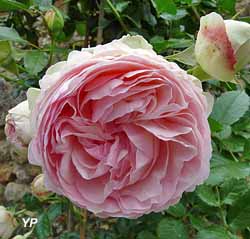Manoir de La Possonnière - rose Pierre de Ronsard