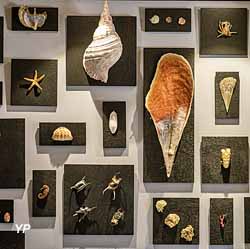 Hublot - espèces marines