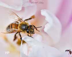 abeille fourmi