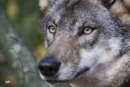 Parc Argonne Découverte (Nocturnia) - louve