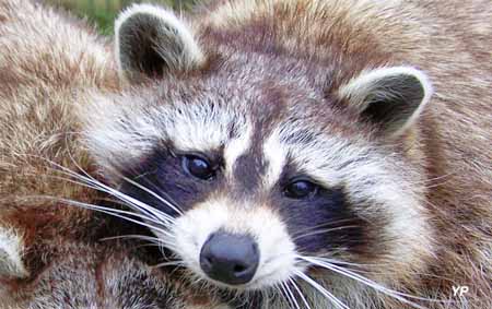 Parc animalier Tropicaland - raton laveur