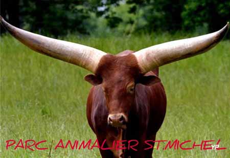 Parc animalier de Saint-Michel - watussi