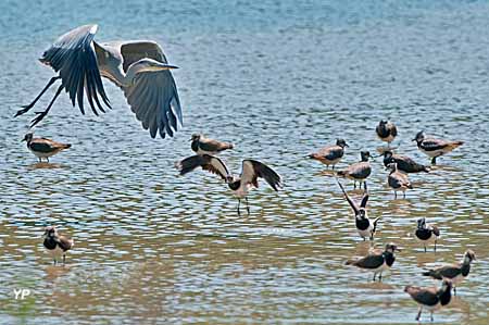 Venez observer les oiseaux à différentes saisons, le spectacle n'est jamais le même