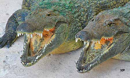 La Planète des Crocodiles