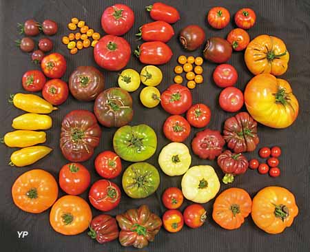 Panel de tomates