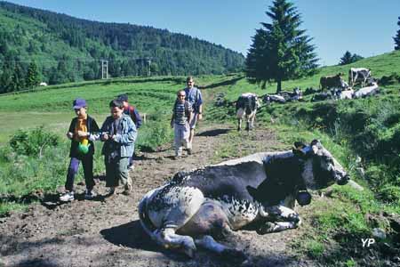 Balades de l'été - visite à la ferme
