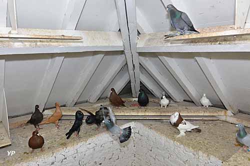 Maison de la Colombophilie et du Patrimoine Local - pigeonnier