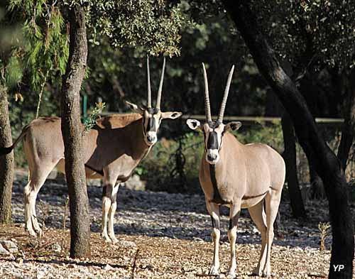 Parc zoologique de Montpellier - Parc du Lunaret - Oryx Beisa