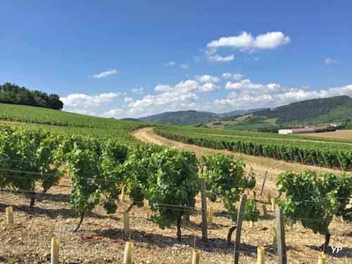 Musée de la Vigne et du Vin