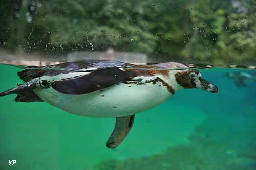 Manchot en vision subaquatique