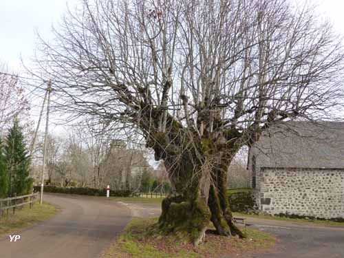 Tilleul de Sully 