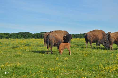 Bisons de la Marquise