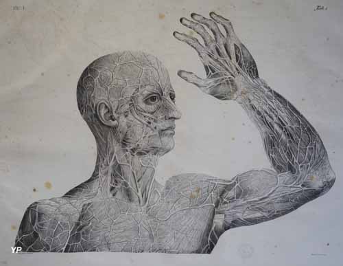 Planches anatomiques du corps humain ex&eacute;cut&eacute;es d'apr&egrave;s les dimensions naturelles accompagn&eacute;es d'un texte explicatif par F. Antommarchi